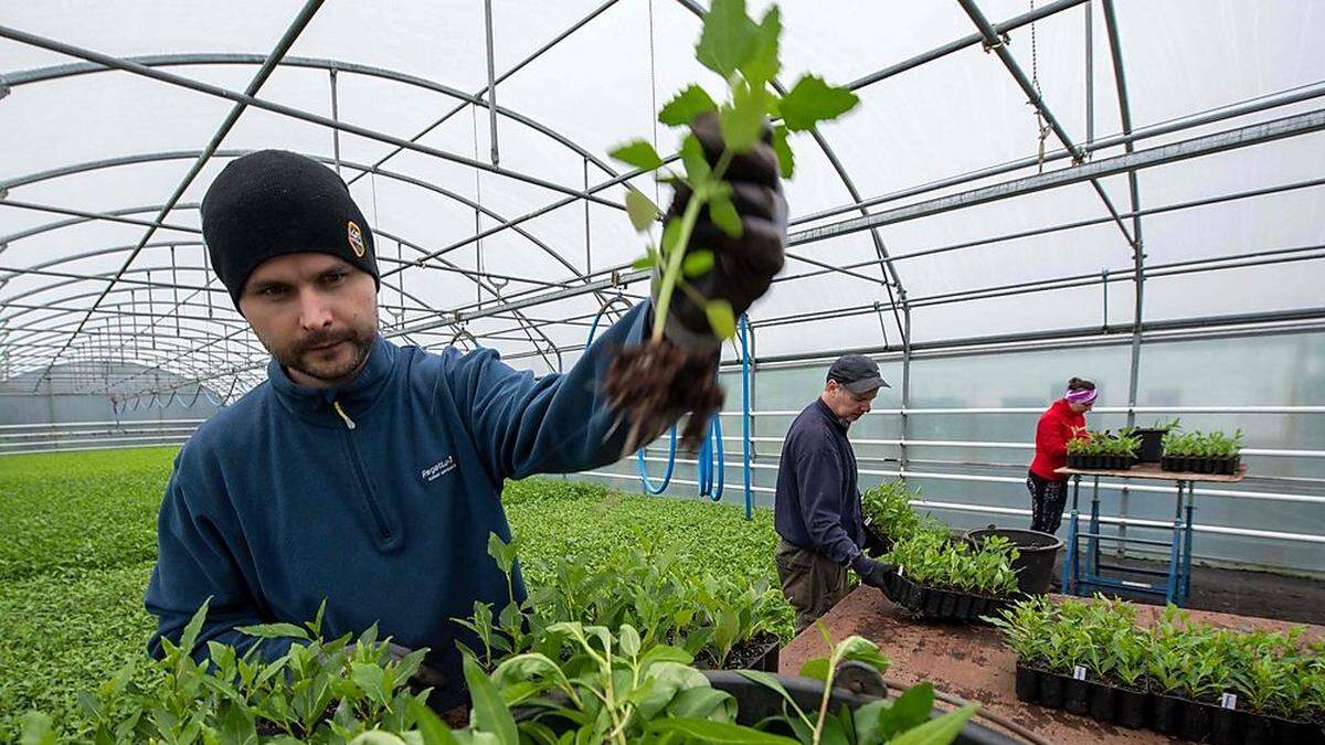 Projekt Wiederaufforstung: mühsame, aber wichtige Kleinarbeit