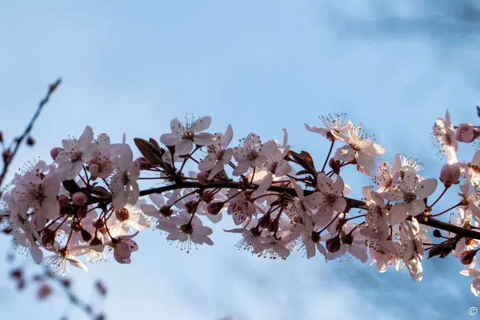 Am Herrnberg entdeckte unsere Leserin diese wunderschönen Blüten.
