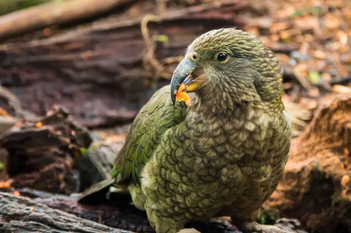 Der Kakapo. Dieser kauzige Geselle soll nach Blumen, Honig und Bienenwachs riechen. Als einziger flugunfähige Papagei der Welt hat es der Kakapo aber schwer. Nur noch 157 Tiere sollen es geben. 