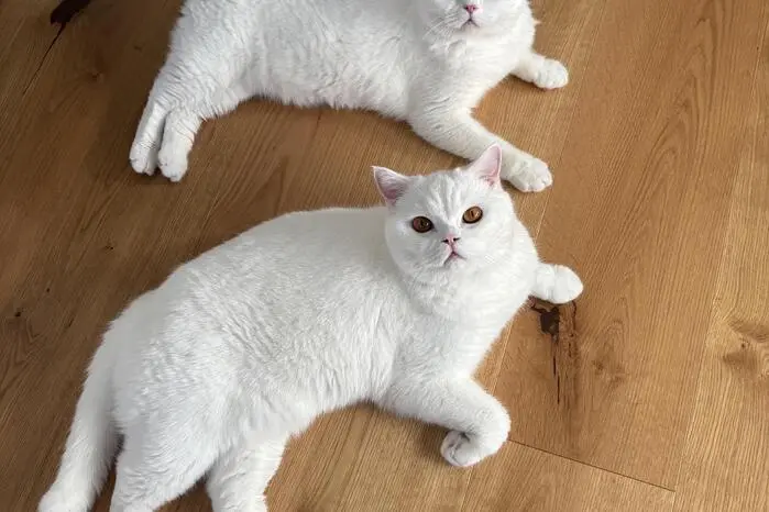 Für diese beiden Kater heißt es Spielezeit. 