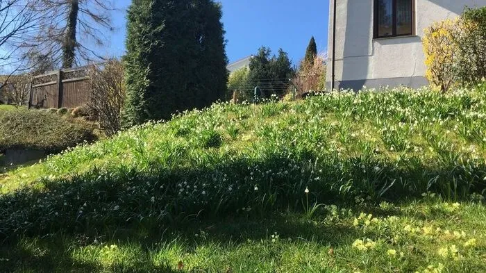 Ein Frühlingsgruß vom Grazer Stadtrand