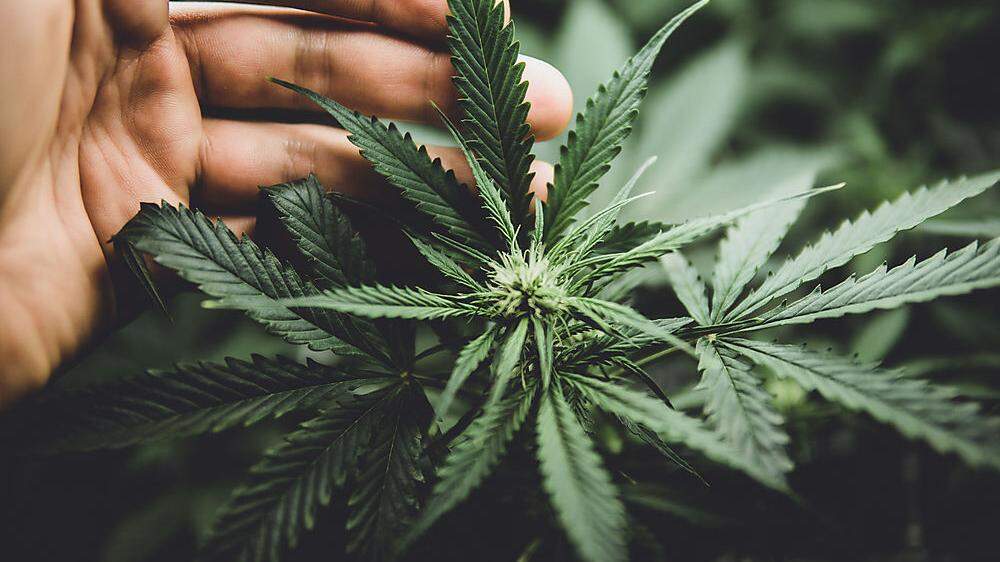 Für Cannabislieferanten klickten die Handschellen