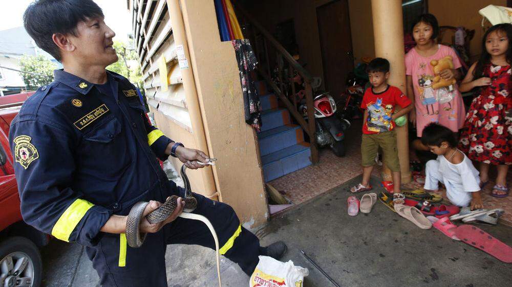 Schlangenfangen ist derzeit eine der Hauptaufgaben für die Feuerwehrleute in Bangkok