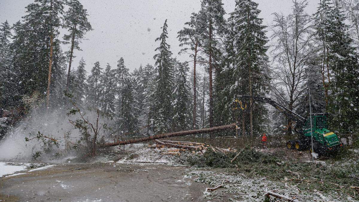 Beim Eingang Tiroler Straße müssen Bäume weichen