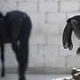 Pferd und Hufeisen (Archivbild)