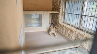 Drei illegal gehaltene junge Tiger sind laut Vier Pfoten vor wenigen Tagen mit Unterstützung der Tierschutzorganisation von den Behörden in der Westslowakei beschlagnahmt worden, darunter auch zwei mit weißem Fell.