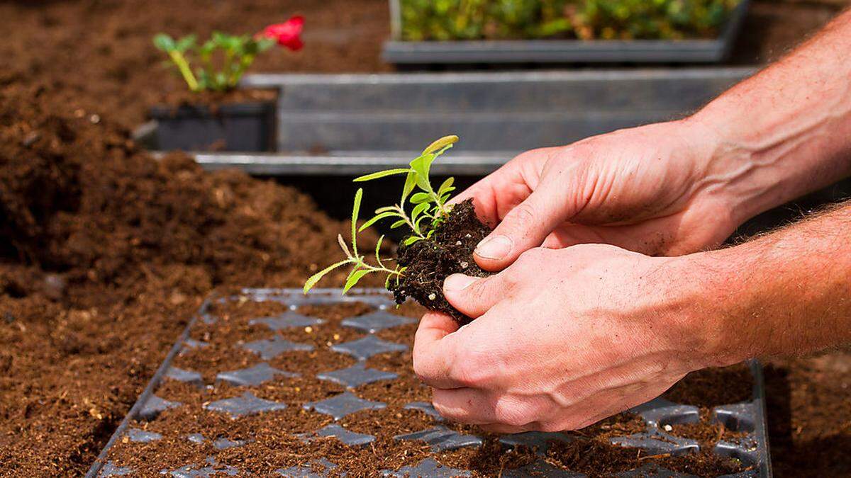 Die Polizei fahndet nach den Blumenerde-Dieben