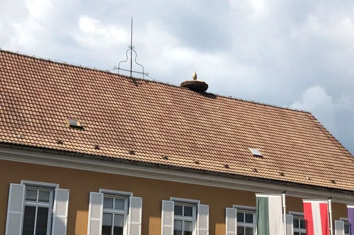 Auch in Eibiswald ist der Storch bereits zurückgekehrt. Nicht nur in der Gemeinde hofft man, dass die Aufzucht heuer gelingt. Voriges Jahr wurde der Altstorch am Flügel angeschossen und überlebte die Operation nicht. 