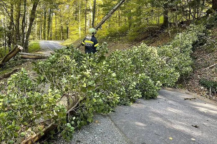 Die FF Fresing-Kitzeck entfernte umgefallene Bäume von einer Straße.