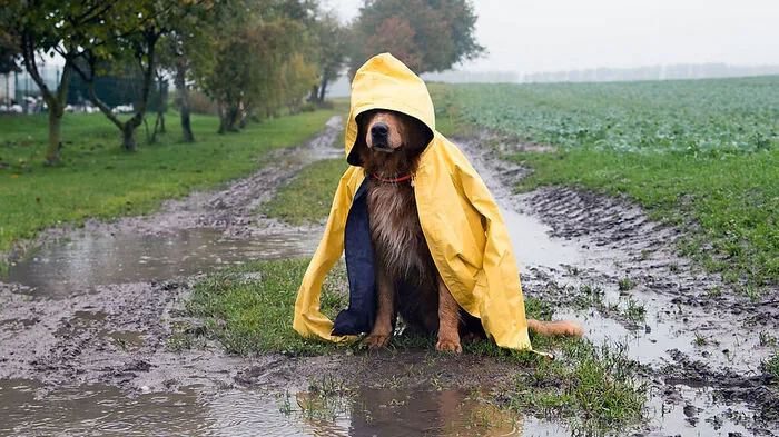 Ein wahres Hundewetter kommt auf uns zu