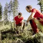 Forstfacharbeiter beim Einpflanzen junger Weiß-Tannen