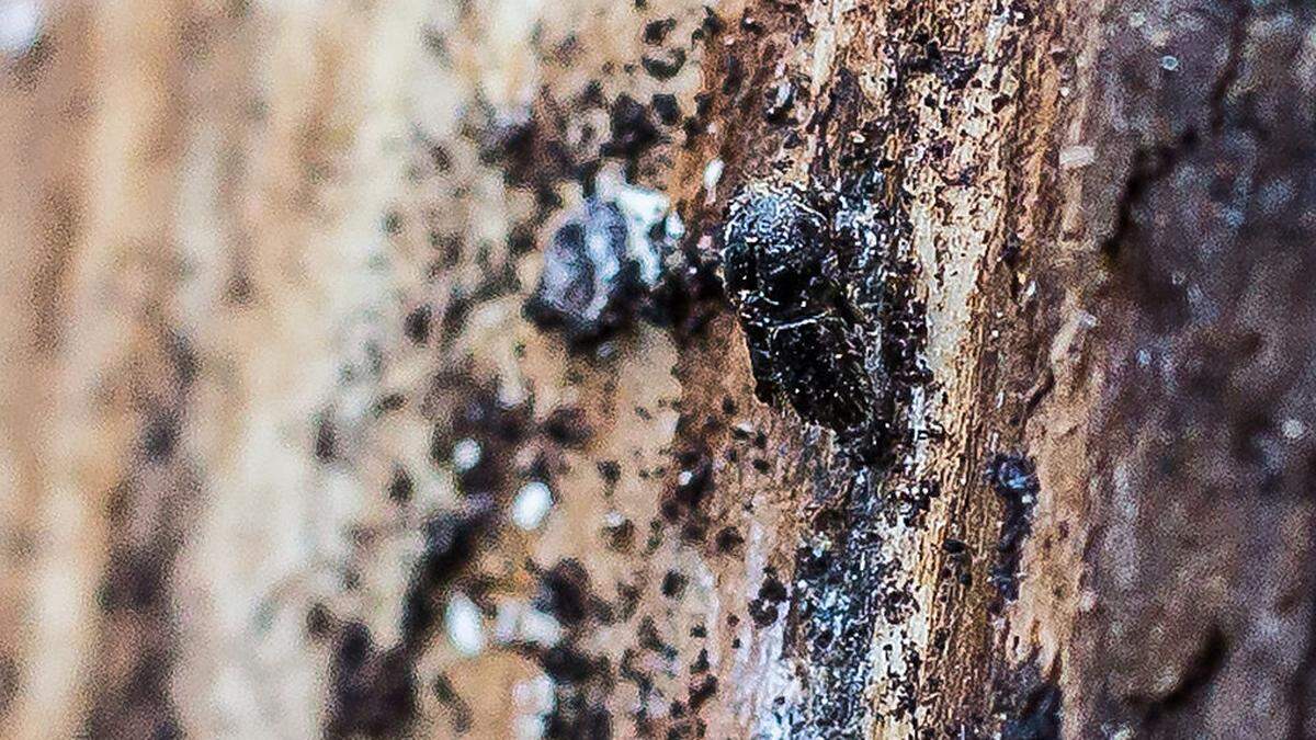 Der Borkenkäfer macht Forstwirten das Leben schwer