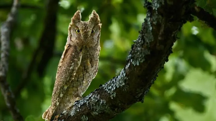 Die stark gefährdete Zwergohreule wurde als Brutvogel im Klagenfurter Stadtgebiet nachgewiesen