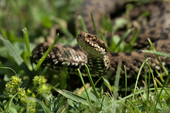 Hier ist Vorsicht angesagt, denn: „Die Kreuzotter zählt zu den Vipern und ist unsere häufigste Giftschlange“, erklärt Eva Bernhart. Sie ist für eine Viper relativ schlank und maximal 80 Zentimeter groß. „Charakteristisch für die Kreuzotter ist das meist scharf von der Körperfärbung abgegrenzte Zickzackband am Rücken, eine X-förmige Zeichnung am Hinterkopf und die für Vipern typischen senkrechten Pupillen“. Die Körperfärbung selbst ist laut der Expertin sehr variabel, die Tiere kommen in den unterschiedlichsten Braun- und Grautönen vor, auch rein kupferrote oder gänzlich schwarz gefärbte Tiere (sogenannte „Höllenottern“) treten regelmäßig auf. „Die Kreuzotter kommt in der Steiermark nördlich der Mur-Mürz-Furche vor, wobei in höheren Lagen der Schwerpunkt ihrer Verbreitung vor allem ober der Waldgrenze in der sogenannten Latschenzone liegt, in tieferen Lagen in Mooren und Feuchtgebieten.“ Das Reptil bewohnt strukturreiche Lebensräume mit Versteckmöglichkeiten und gutem Nahrungsangebot - Kleinsäuger, Amphibien und Bergeidechsen. In der alpinen Region sind das traditionell bewirtschaftete Almen, besonnte, felsendurchsetzte Hänge, Zwergstrauchheiden und Latschengebüsche. 