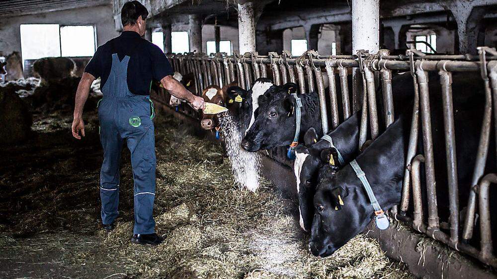 Die Milchbauern im Tal, wie hier in Raffelsdorf, können aufatmen	TRAUSSNIG 