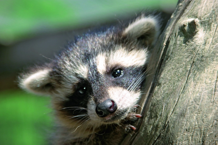 Bei einer Wanderung durch den Alpenwildpark kann man sogar Waschbären beobachten 