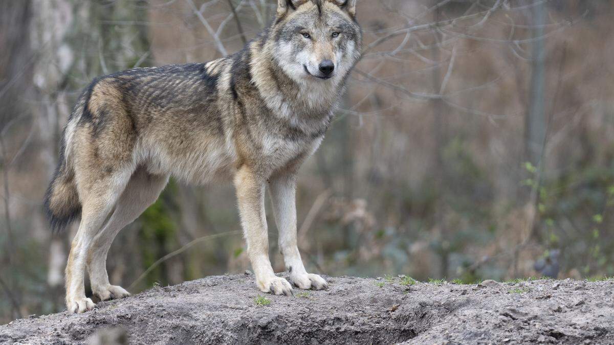 Wölfe sind in Ungarn geschützt