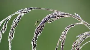 Die heimische Gemeine Stechmücke (Culex pipiens) überträgt in Österreich das West-Nil-Virus