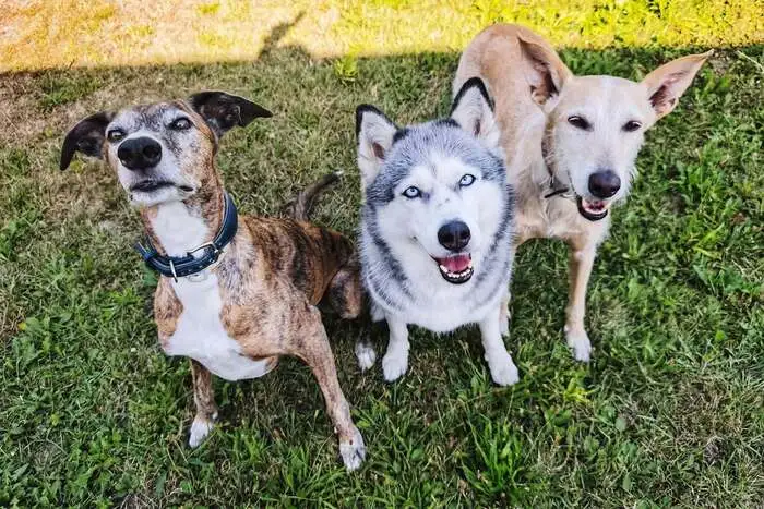 Lorenz, Anouk und Rafa aus Tulln