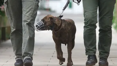 THEMENBILD: Beißkorb