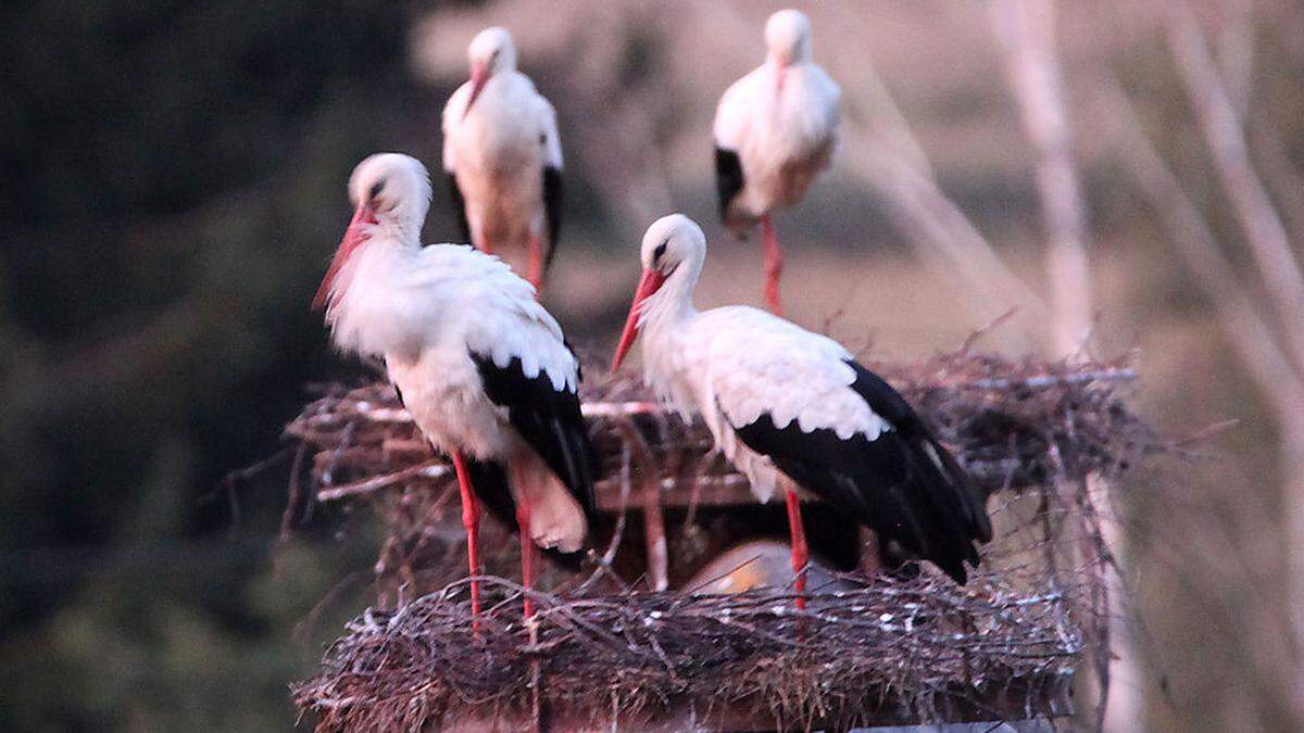 Die Storchenfamilie gemeinsam im Nest. Ihren Flug in den Süden werden sie aber getrennt antreten 