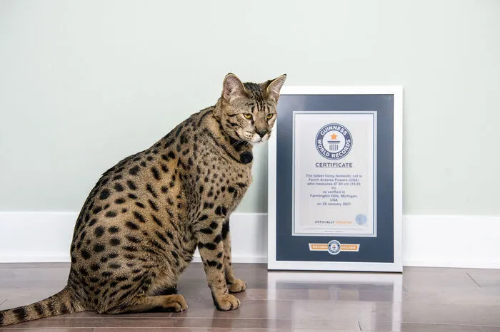 Fenrir ist eine sogenannte Savannah-Katze, die von der International Cat Association offiziell als Hauskatze anerkannt ist. Sie ist aus einer Kreuzung zwischen einer Hauskatze und einem Serval, einer afrikanischen Wildkatze, entstanden.  