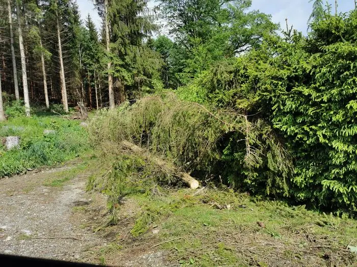 Umgestürzte Bäume forderten die Einsatzkräfte 