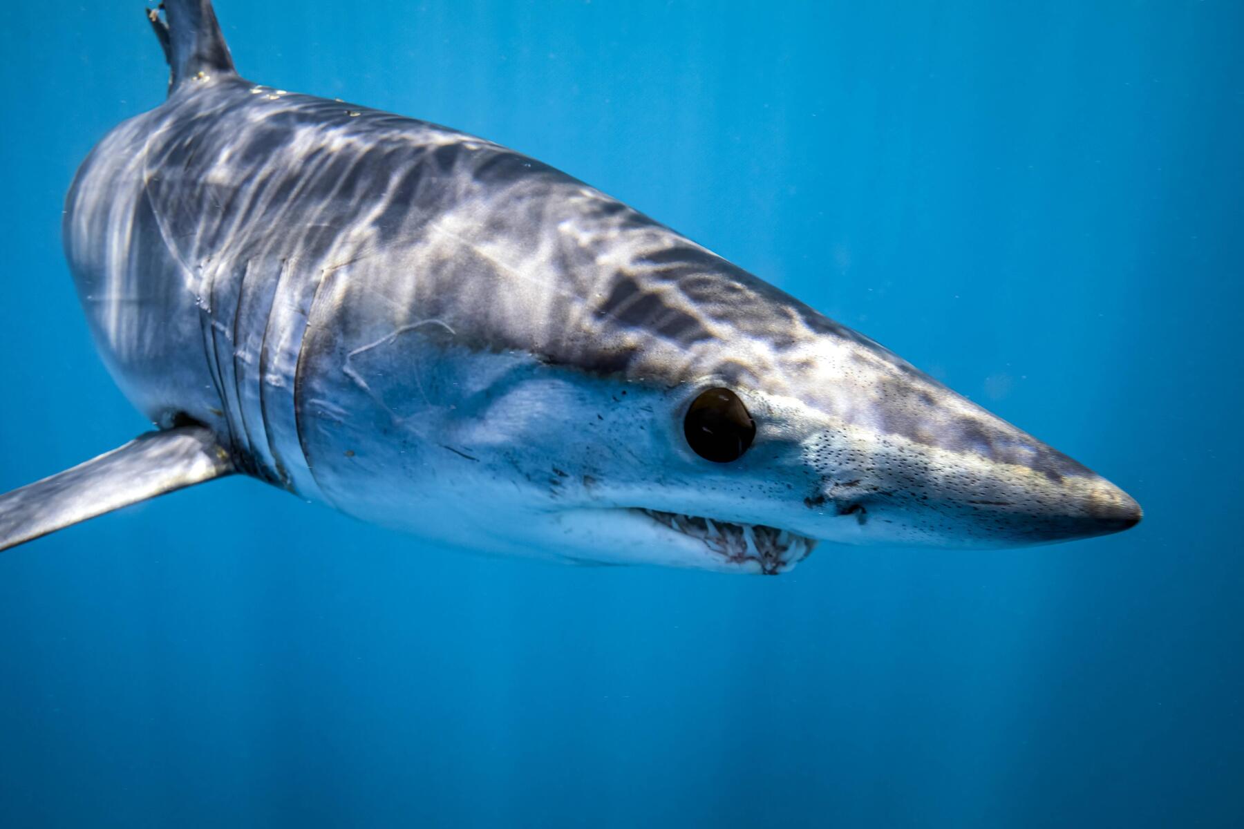 Seltener Vorfall: Verletzter Hai griff Fischerboot in Italien an