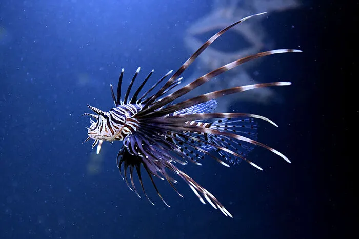 Rotfeuerfisch