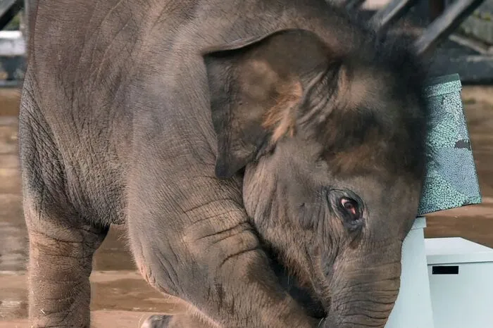 Neha (bedeutet "Liebe" auf Hindi) wurde am 12. Mai 2016 geboren und  ist der jüngste der sechs asiatischen Elefanten im Park. 