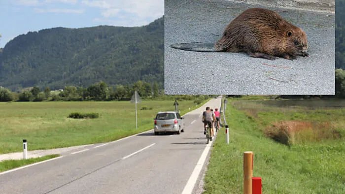 Die Bleistätter Moor Straße, die der Biber überquerte (Sujetfoto), befindet sich direkt neben dem Naturschutzgebiet