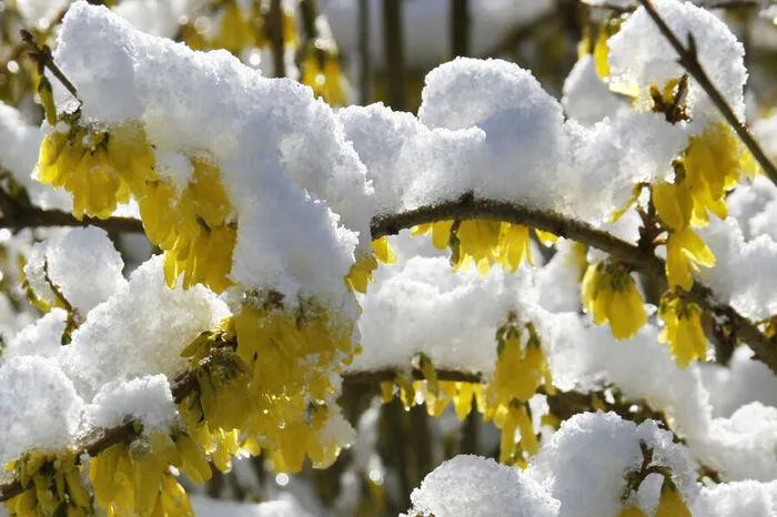 Im März folgten Schnee und Schneeregen auf einige freundliche, warme Tage. Die niedrigen Temperaturen stellten eine Gefahr für die Obstblüten dar, die aufgrund der milden Tage bereits aufblühten.