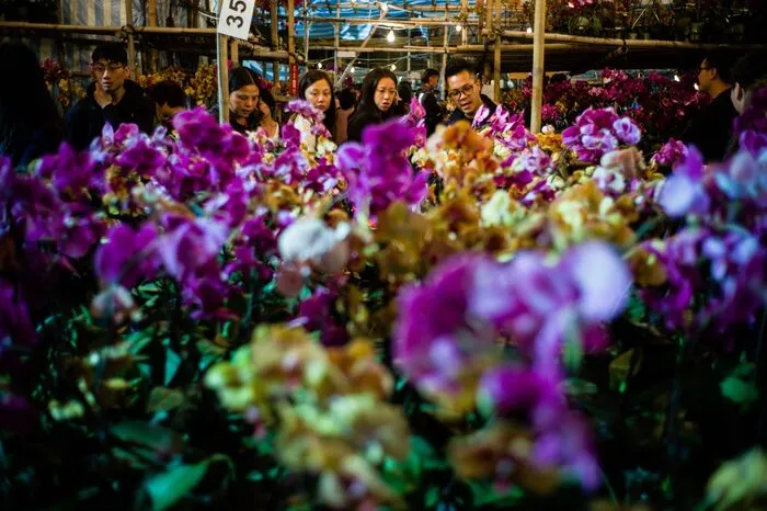 Blumenmarkt in Hong Kong: Familien suchen nach Pflanzen die Glück und Reichtum für den neuen Mondzyklus bringen sollen.