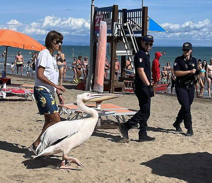 Der in Lignano entflogene Pelikan Giuliano zog in Bibione am Strand die Blicke auf sich