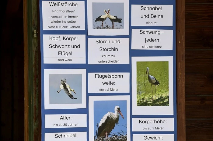An 16 Stationen präsentierten etwa 500 Schüler mit einem Theaterstück, Schaubildern und Workshops die Vielfalt der fliegenden Lebewesen, vom Marienkäfer bis zum Storch
