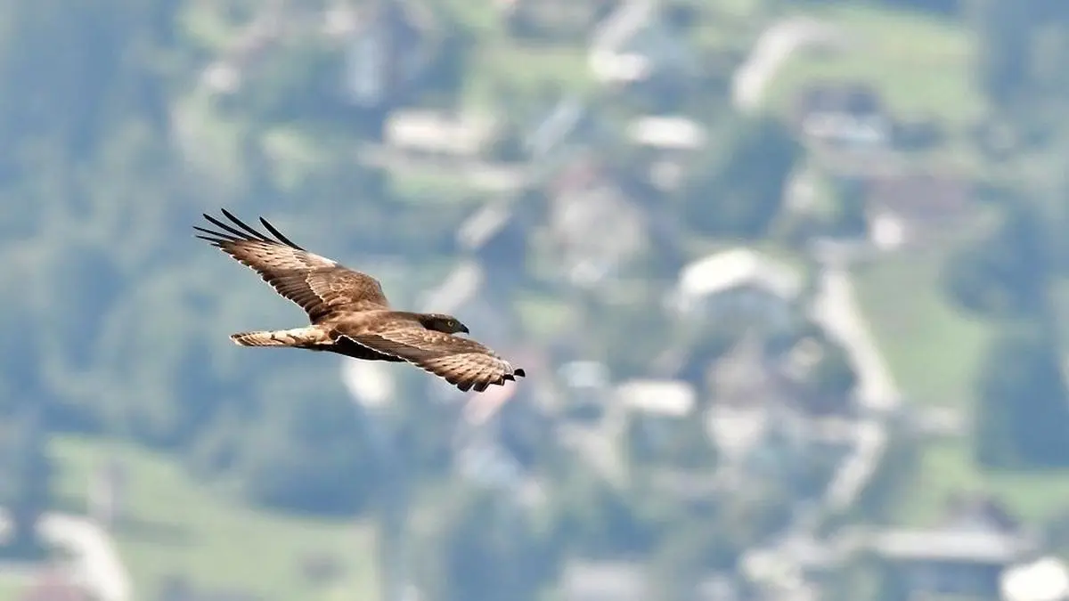 Das Programm startet mit 18. August