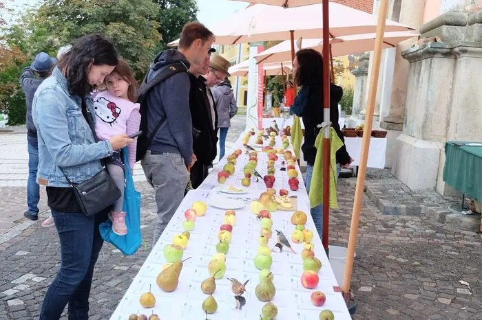 Jede Menge heimisches Obst gab es bei der Streuobstausstellung am Stand der Naturparke Steiermark zu entdecken und verkosten. Wer einige Exemplare (s)eines Apfel- oder Birnbaums mitbrachte, konnte die Sorte vom Gleisdorfer Unternehmen OIKOS bestimmen lassen. 