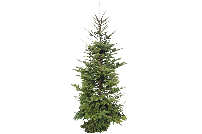 Frasertanne.In den USA ist die Frasertanne der gefragteste Weihnachtsbaum. Sie ist sehr schlank, aber zugleich dicht und hat kurze Nadeln.