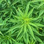 150 Kilo Marihuana sollen geerntet worden sein