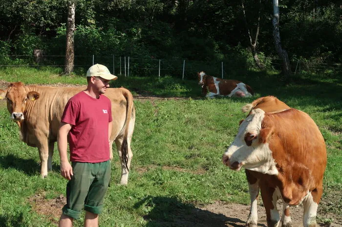Bei den Tieren für das bekannte Styria Beef handelt es sich um Murbodner Rinder.
