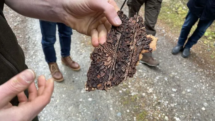 Ein Stück befallene Rinde: Die Käfer bohren sich in den Baum, paaren sich unter der Rinde und legen dort die Eier ab. Die Junge bohren sich weiter und schließlich wieder aus der Rinde hinaus.