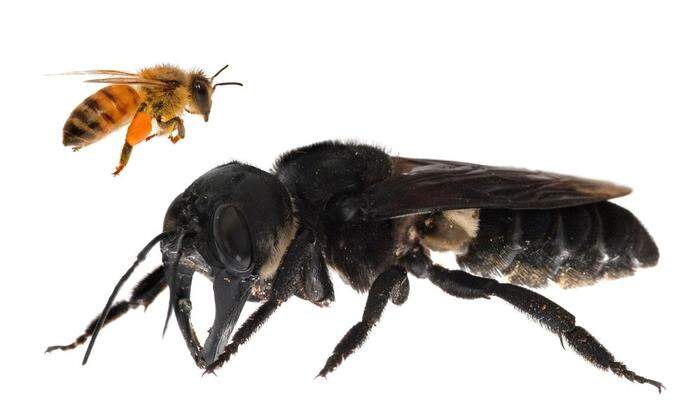 4 Mal größer als die europäische Honigbiene