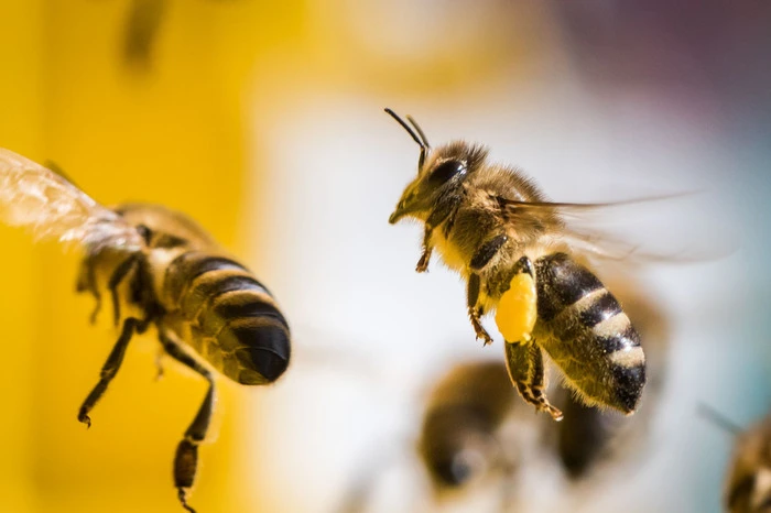 Effizienz ist das Leitmotiv des Bienenstocks. Anders als viele Tiere, weiß die Biene einfach nur, wie sie sich gut vermarktet, denn Bienen arbeiten genau so viel, wie es nötig ist, um den Fortbestand ihres Bienenstocks zu sichern. Zugute kommt den Kalkulierern ihr enormes Gedächtnis, das sie zielstrebig handeln lässt.