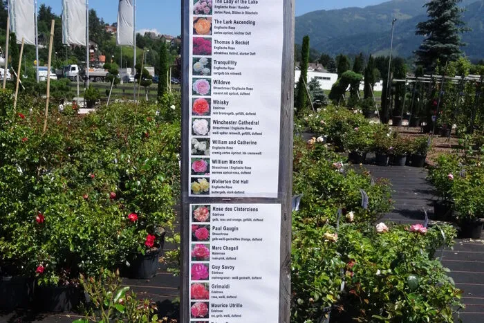 Von den unzähligen Rosensorten, die in der Baumschule verkauft werden, ließ sich Ute Gfrerer für ihr musikalisches Rahmenprogramm inspierieren.