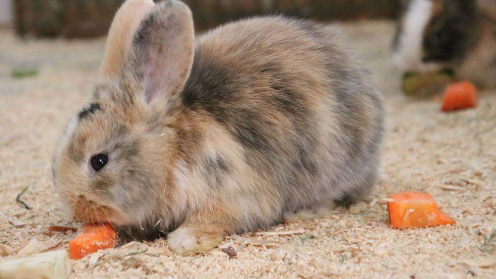 &quot;Bunny&quot; genießt bereits Karotten