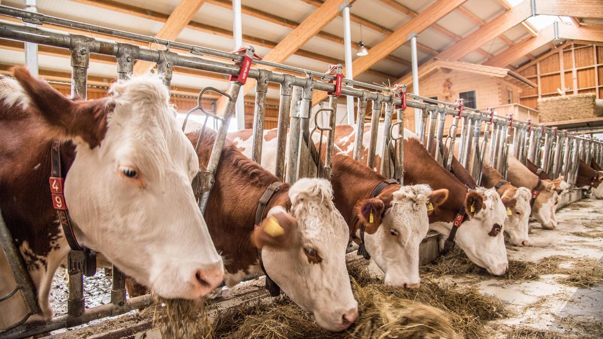 Im Herbst werden traditionell die Lieferverträge zwischen Molkereien und Supermarktketten neu ausverhandelt