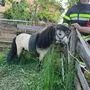 Das Pony konnte zum Glück unverletzt aus seiner misslichen Lage befreit werden