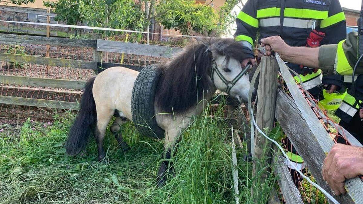 Das Pony konnte zum Glück unverletzt aus seiner misslichen Lage befreit werden