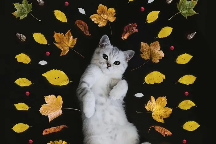 Das ist eine süße Katze inmitten von Blättern