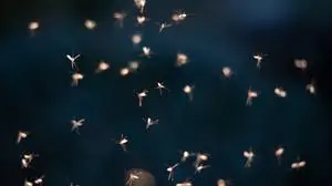 Mitte Oktober sind die Blutsauger noch in Schwärmen unterwegs